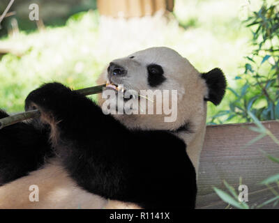 Ours panda géant couché en mangeant du bambou, du zoo de RHENEN, aux Pays-Bas. Ours Panda sont très rares dans les zoos en dehors de la Chine, du fait de leur di Banque D'Images