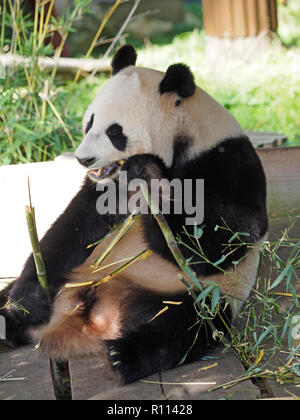 Ours panda géant assis en mangeant du bambou, du zoo de RHENEN, aux Pays-Bas. Ours Panda sont très rares dans les zoos en dehors de la Chine, en raison de leur régime spécial. Banque D'Images