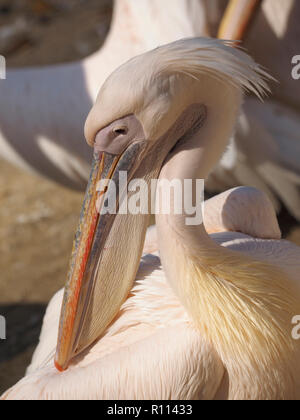 Portrait de profil animal pélican rose en tête du zoo de RHENEN, aux Pays-Bas Banque D'Images