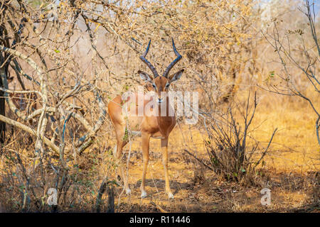Springbok iconique dans les prairies sauvages Banque D'Images