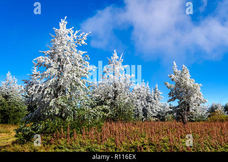 La fin de l'automne première hiver gel en montagne - magnifique paysage sous un ciel bleu et de brouillard mystérieux Banque D'Images