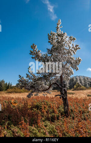 La fin de l'automne première hiver gel en montagne - magnifique paysage sous un ciel bleu et de brouillard mystérieux Banque D'Images