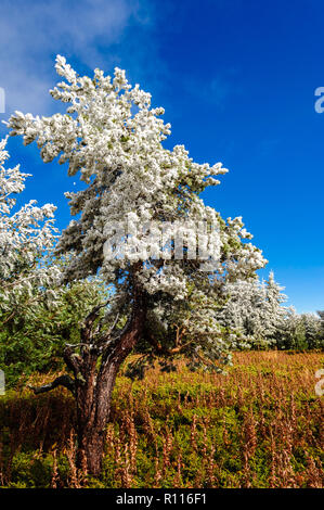 La fin de l'automne première hiver gel en montagne - magnifique paysage sous un ciel bleu et de brouillard mystérieux Banque D'Images