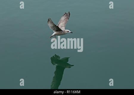 Flying Herring Gull (Larus argentatus) dans le port, Padstow, Cornwall, Angleterre, Grande-Bretagne Banque D'Images