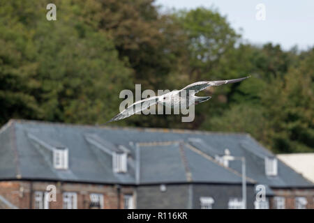 Flying Herring Gull (Larus argentatus) dans le port, Padstow, Cornwall, Angleterre, Grande-Bretagne Banque D'Images