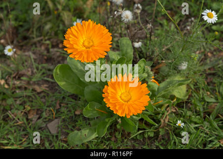 Calendula officinalis Orange, Padstow, Cornwall, Angleterre, Grande-Bretagne Banque D'Images