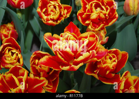 Tulipa High Roler (double la fin de groupe) la floraison. Printemps en Pays-Bas. Banque D'Images