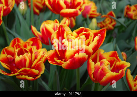 Tulipa High Roler (double la fin de groupe) la floraison. Printemps en Pays-Bas. Banque D'Images