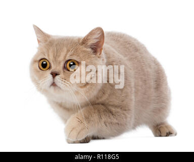 British Shorthair la marche, 3 ans, contre fond blanc Banque D'Images