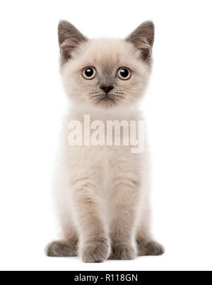 Portrait de chaton British Shorthair assis, 10 semaines, contre fond blanc Banque D'Images