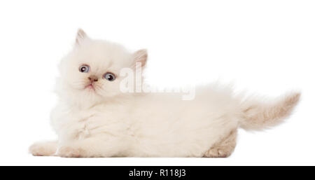 Portrait de British Longhair chaton, 5 semaines, contre fond blanc Banque D'Images