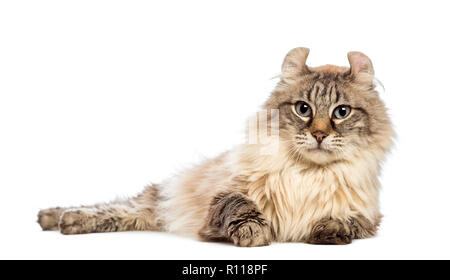 American Curl couché et regardant la caméra in front of white background Banque D'Images