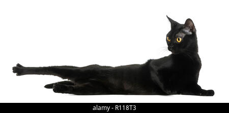 Bombay cat lying, des étirements et à l'écart, isolé sur blanc Banque D'Images