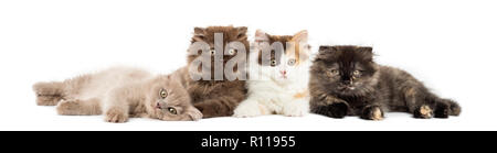 Higland tout droit et plier les chatons lying together, regardant la caméra, isolated on white Banque D'Images