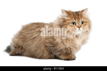 British Longhair chat, âgé de 4 mois, avoir menti sur fond blanc Banque D'Images