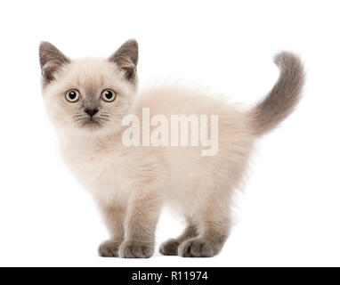 Portrait de chaton British Shorthair, 10 semaines, contre fond blanc Banque D'Images