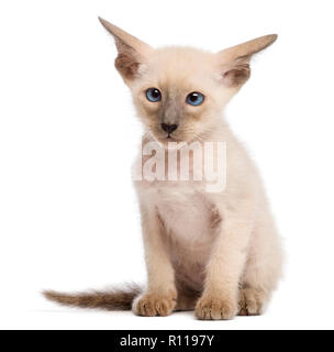 Oriental chaton, 9 semaines, assis et à contre fond blanc Banque D'Images