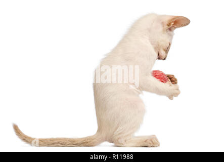 Oriental chaton, 9 semaines, Playing with ball against white background Banque D'Images