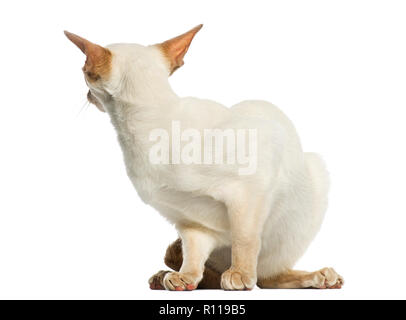 Chat Siamois se cacher, à l'arrière, 8 mois, isolated on white Banque D'Images