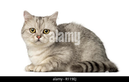 Chaton British Shorthair couché et regardant la caméra Banque D'Images