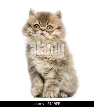 Chaton persan assis, regardant vers le haut, 10 semaines, isolated on white Banque D'Images