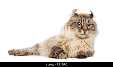 American Curl lying together in front of white background Banque D'Images