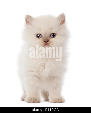 Portrait de British Longhair chaton, 5 semaines, contre fond blanc Banque D'Images