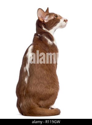 Vue arrière d'un Oriental Shorthair assis et à l'extérieur contre fond blanc Banque D'Images