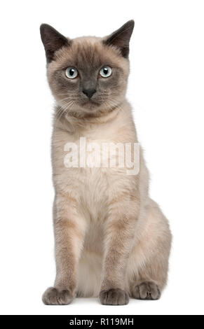 Chaton Siamois, 10 years old, in front of white background Banque D'Images