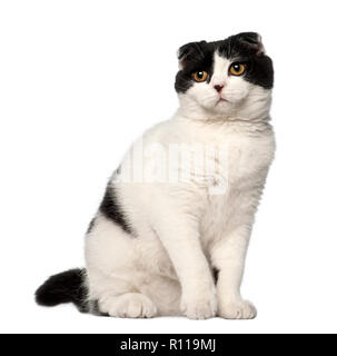 Scottish Fold, 6 mois, assis contre un fond blanc Banque D'Images