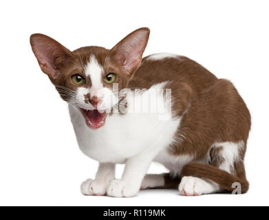 Oriental assis et meowing against white background Banque D'Images