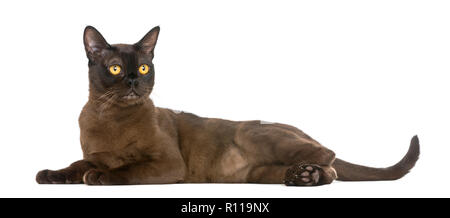 Bombay cat allongé et à l'écart, isolé sur blanc Banque D'Images