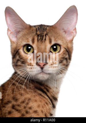 Close-up of Bengal chat, 7 mois, in front of white background Banque D'Images