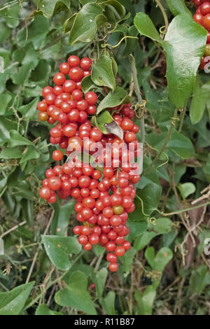 Grappe de fruits rouges de la salsepareille smilax aspera ou Banque D'Images