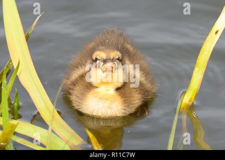 Close up d'un canard colvert (Anas platyrhynchos) dans l'eau Banque D'Images