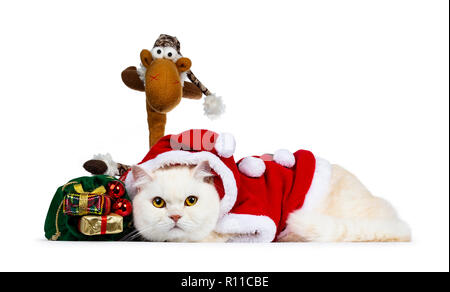 Cute cat Britisch Shorthair adultes crème habillé en costume père noël portant côté vert avec sac de noël et Rudolph à avec yeux jaunes à l'appareil photo Banque D'Images