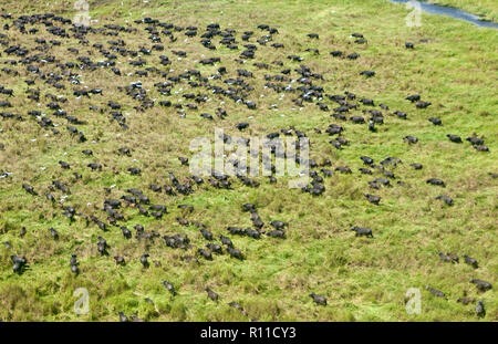 Katavi National Park est l'une des dernières régions sauvages où de grands troupeaux de buffles, parfois plus de 2000 strong errent dans les plaines luxuriantes Banque D'Images