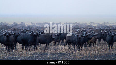 Katavi National Park est l'une des dernières régions sauvages où de grands troupeaux de buffles, parfois souvent dans des rassemblements de plus de deux mille Banque D'Images