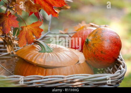 Les citrouilles dans panier sur la lumière du jour et légumes de saison automne nature Background Banque D'Images