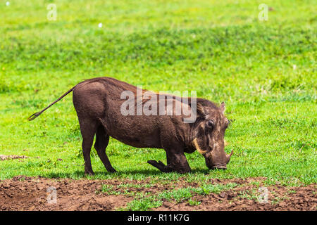 Les phacochères dans la Ngorongoro Conservation Area, Tanzania. Banque D'Images