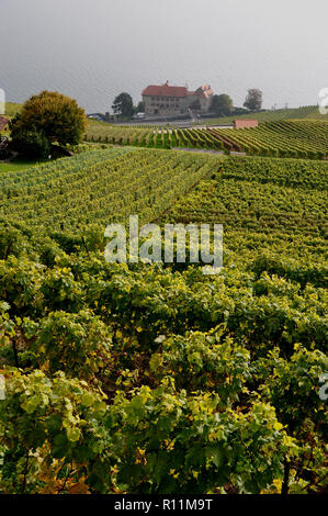 Suisse : les vignobles et terrasses Lavaux au patrimoine mondial de l'Unesco près de St Saphorin, au-dessus du lac de Genève Banque D'Images