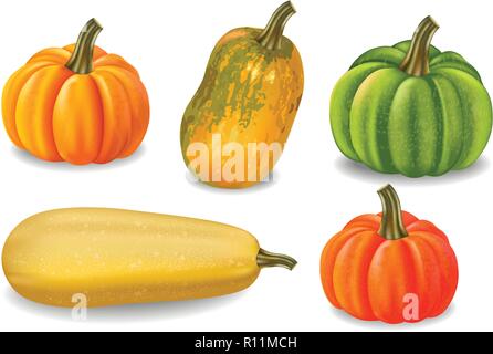 Citrouilles coloré vecteur isolé de l'automne. La récolte de l'automne illustration détaillée Illustration de Vecteur
