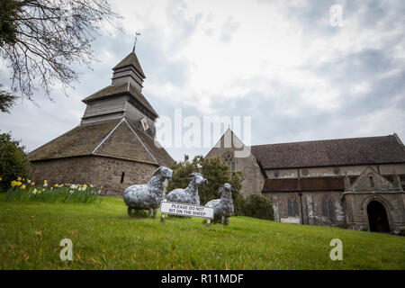 Les moutons paissent dans l'herbe en face de la 13e siècle l'église St Mary et son clocher séparé, Pembridge, Herefordshire. Banque D'Images