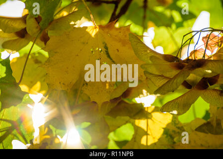 Belle image d'automne macro - feuilles jaunes, tons chaleureux, doux, l'arrière-plan flou sun shining trough - la beauté de l'automne Banque D'Images