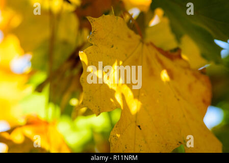 Belle image d'automne macro - feuilles jaunes, tons chaleureux, doux, l'arrière-plan flou sun shining trough - la beauté de l'automne Banque D'Images