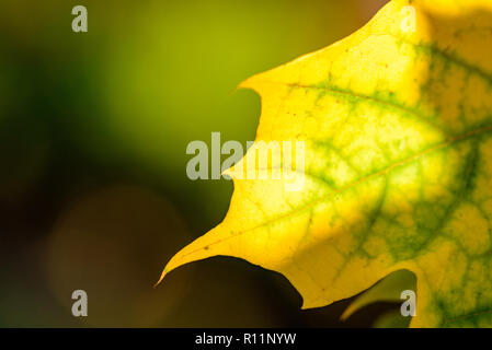 Belle image d'automne macro - feuilles jaunes, tons chaleureux, doux, l'arrière-plan flou sun shining trough - la beauté de l'automne Banque D'Images