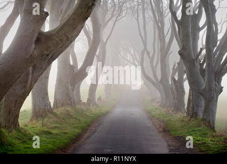 L'Irlande du Nord, le comté d'Antrim, Armoy, brume matinale au milieu de l'obscurité des haies, une avenue de hêtres datant de 1775 qui ont été utilisées comme un endroit de la chaîne HBO award winning Game of Thrones série télévisée. Banque D'Images