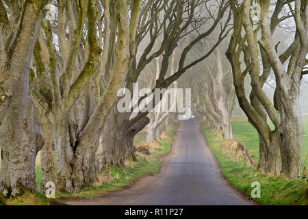 L'Irlande du Nord, le comté d'Antrim, Armoy, brume matinale au milieu de l'obscurité des haies, une avenue de hêtres datant de 1775 qui ont été utilisées comme un endroit de la chaîne HBO award winning Game of Thrones série télévisée. Banque D'Images