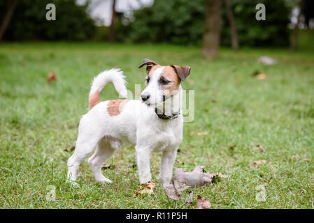 Mignon et triste de chiot Jack Russell Terrier chien à pelouse d'automne dans le parc Banque D'Images
