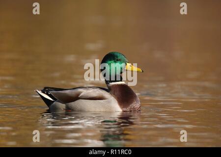 Un mâle Canard colvert Anas platyrhynchos natation sur un lac à l'automne Banque D'Images